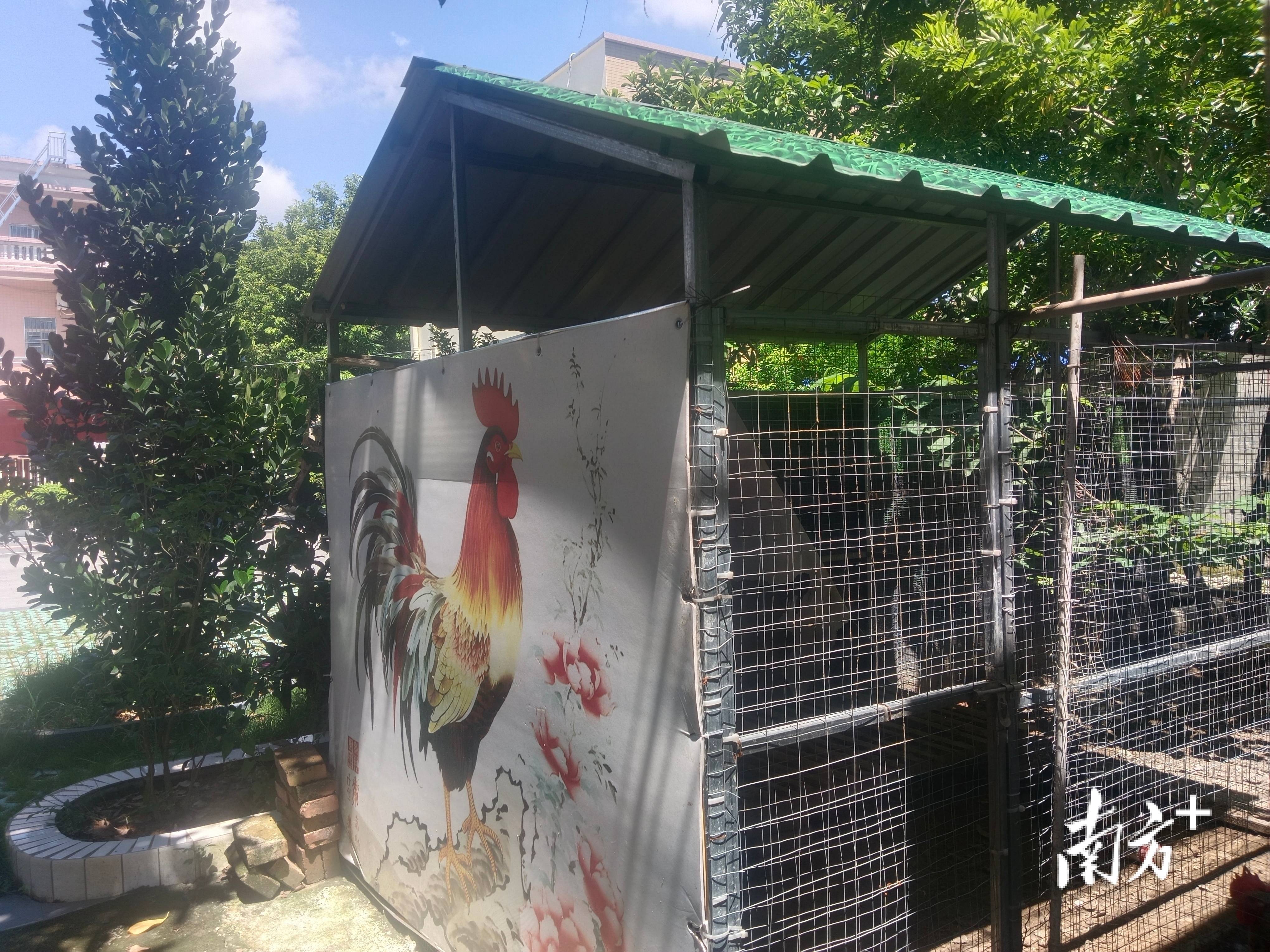 电白区旦场镇：“村户共建”让家禽住上“标准间”